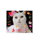 動くんです！短足猫スタンプ（個別スタンプ：9）
