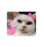 動くんです！短足猫スタンプ（個別スタンプ：10）