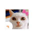 動くんです！短足猫スタンプ（個別スタンプ：11）