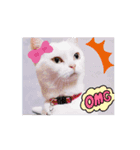 動くんです！短足猫スタンプ（個別スタンプ：12）