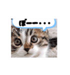動くんです！短足猫スタンプ（個別スタンプ：13）