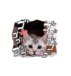 動くんです！短足猫スタンプ（個別スタンプ：14）