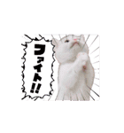 動くんです！短足猫スタンプ（個別スタンプ：16）