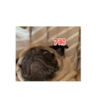 マシューの日常！（個別スタンプ：8）
