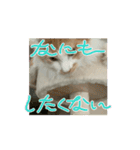 ミィくん遊んだら眠くなったよ（個別スタンプ：5）