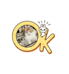 ミィくん遊んだら眠くなったよ（個別スタンプ：13）