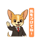 チワワの喜怒哀楽スタンプ1（個別スタンプ：10）