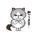 ラグドールもーちゃんの日常1（個別スタンプ：8）