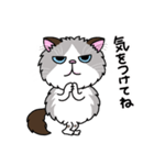 ラグドールもーちゃんの日常1（個別スタンプ：16）