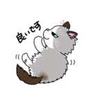 ラグドールもーちゃんの日常1（個別スタンプ：28）