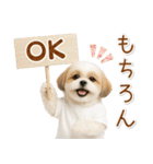 ポジティブな気持ちを伝えるシーズー（個別スタンプ：1）