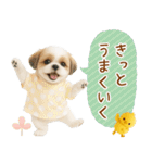 ポジティブな気持ちを伝えるシーズー（個別スタンプ：8）