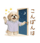 ポジティブな気持ちを伝えるシーズー（個別スタンプ：11）
