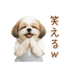 ポジティブな気持ちを伝えるシーズー（個別スタンプ：20）