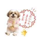 ポジティブな気持ちを伝えるシーズー（個別スタンプ：21）