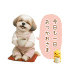 ポジティブな気持ちを伝えるシーズー（個別スタンプ：24）
