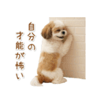 ポジティブな気持ちを伝えるシーズー（個別スタンプ：27）