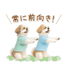 ポジティブな気持ちを伝えるシーズー（個別スタンプ：28）