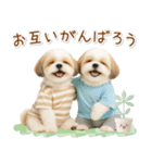 ポジティブな気持ちを伝えるシーズー（個別スタンプ：30）