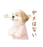 ポジティブな気持ちを伝えるシーズー（個別スタンプ：33）