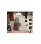 超級可愛貓咪軍團（個別スタンプ：1）