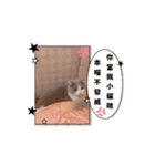 超級可愛貓咪軍團（個別スタンプ：2）