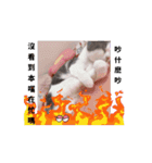 超級可愛貓咪軍團（個別スタンプ：3）