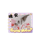 超級可愛貓咪軍團（個別スタンプ：6）