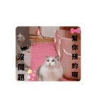 超級可愛貓咪軍團（個別スタンプ：8）