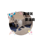 超級可愛貓咪軍團（個別スタンプ：9）