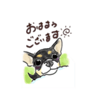 スムースチワワのあずきちゃん(◐ㅈ◐)（個別スタンプ：6）