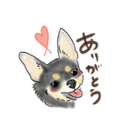スムースチワワのあずきちゃん(◐ㅈ◐)（個別スタンプ：7）