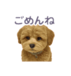 まろ＊まるぷー5ヶ月のきもち（個別スタンプ：8）