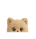 大人可愛い♡テディベアみたいなふわふわ猫（個別スタンプ：16）
