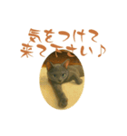 sinatra2025（個別スタンプ：16）