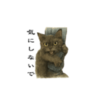 表情とセリフが合わない黒猫（個別スタンプ：1）