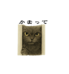 表情とセリフが合わない黒猫（個別スタンプ：2）
