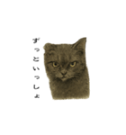 表情とセリフが合わない黒猫（個別スタンプ：4）