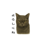 表情とセリフが合わない黒猫（個別スタンプ：5）