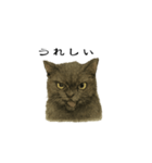 表情とセリフが合わない黒猫（個別スタンプ：6）