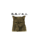 表情とセリフが合わない黒猫（個別スタンプ：7）