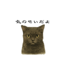 表情とセリフが合わない黒猫（個別スタンプ：9）