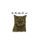表情とセリフが合わない黒猫（個別スタンプ：10）