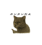 表情とセリフが合わない黒猫（個別スタンプ：12）