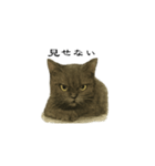 表情とセリフが合わない黒猫（個別スタンプ：13）