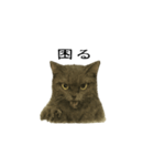 表情とセリフが合わない黒猫（個別スタンプ：14）