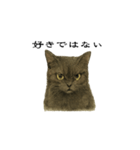 表情とセリフが合わない黒猫（個別スタンプ：15）