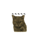 表情とセリフが合わない黒猫（個別スタンプ：16）