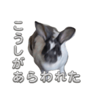 聖なる牛（個別スタンプ：9）