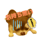 ポン太の日常スタンプ（個別スタンプ：14）